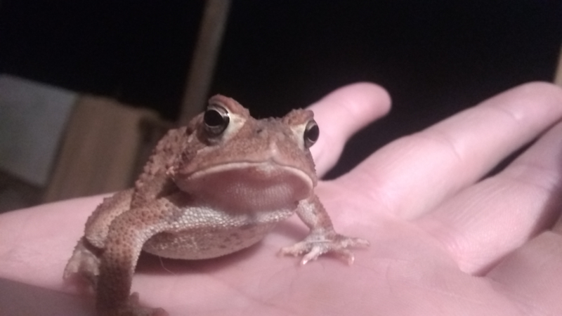 Cool toad